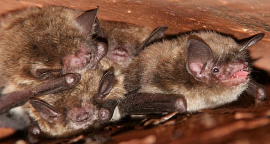 Using sonar to navigate: Bats do it, dolphins do it, and now humans can do it, too: Graphene-based microphone, speaker yield lightweight ultrasonic receiver, transmitter — ScienceDaily