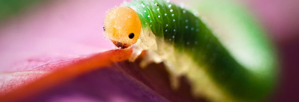 Plants fight back when they ‘hear’ bugs chew | Futurity